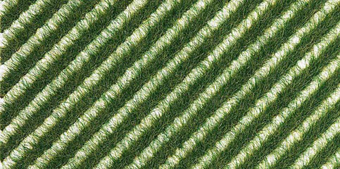 Busch BANDES HERBES ESTIALES