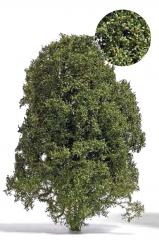 Busch Arbuste filigrane fin de l&rsquo;&eacute;t&eacute;