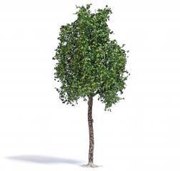 Busch Platane Et&eacute; 170mm