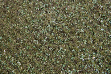 Faller PAYSAGE CHAMP HERBES SAUVAGES