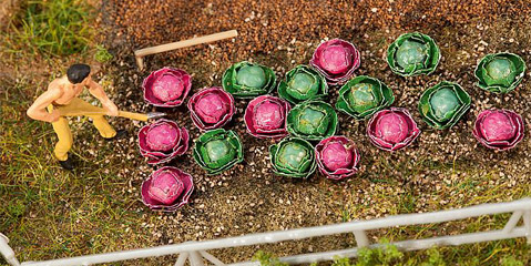 Faller Choux blancs et 10 choux rouges