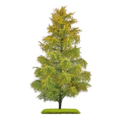 Busch M&eacute;l&egrave;zes fin &eacute;t&eacute; 210mm 2p