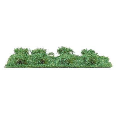 Busch Petits arbustes ete 8p