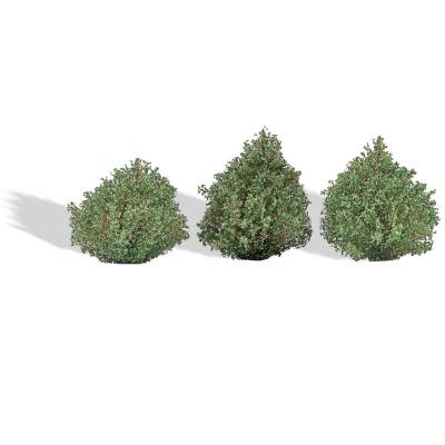 Busch Arbustes &eacute;t&eacute; 3p