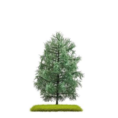 Busch Sapin 140mm