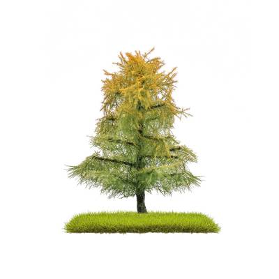 Busch M&eacute;l&egrave;zes fin &eacute;t&eacute; 80mm 2p