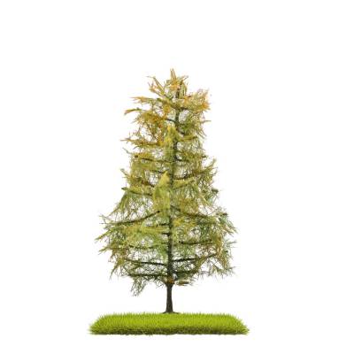 Busch M&eacute;l&egrave;zes fin &eacute;t&eacute; 140mm 2p